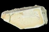 Miocene Pea Crab (Pinnixa) Fossil - California #141622-1